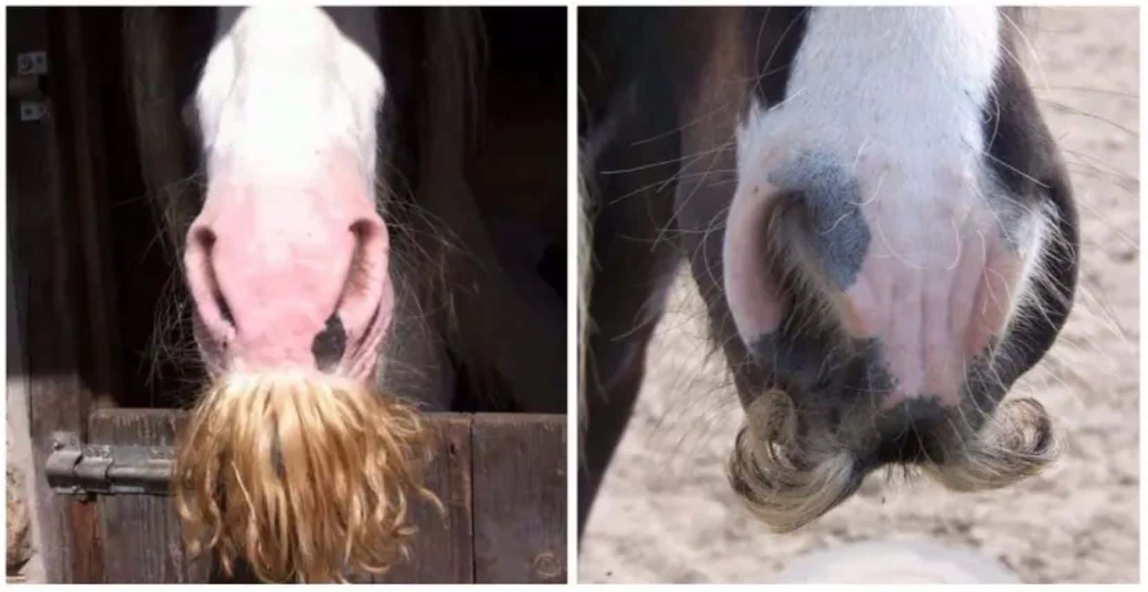 Как и чем бреют коней