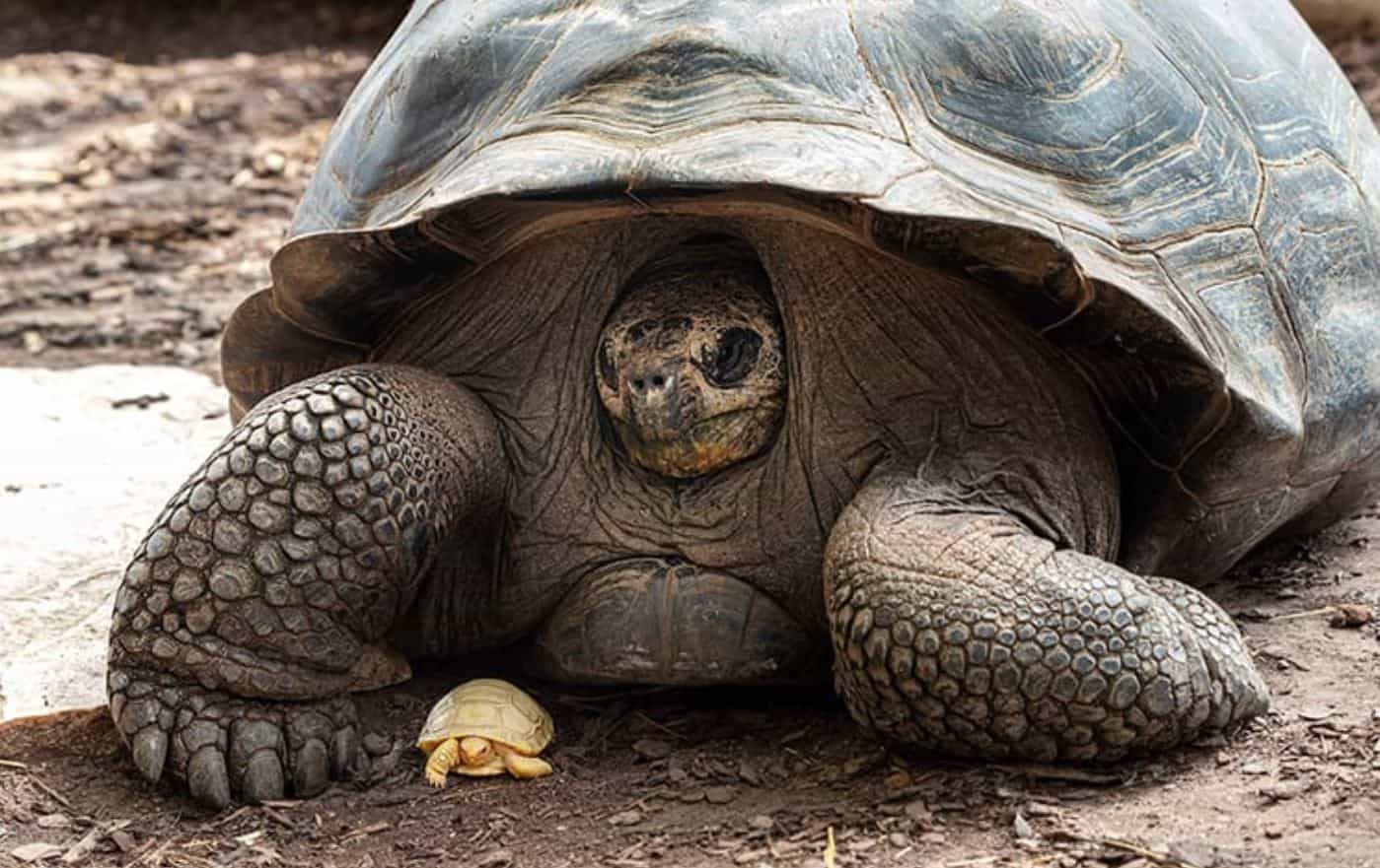 Галапагосская черепаха жива