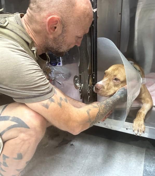 Un cane, investito da un'auto a cui hanno amputato una zampa, ritrova la felicità con il proprietario.