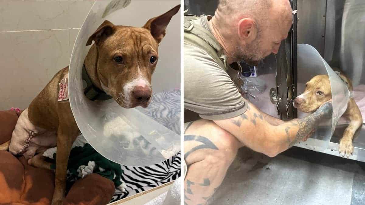 Un cane che ha perso una zampa ritrova la felicità con il suo proprietario.