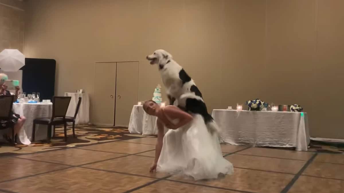 Matrimonio da favola: L'addestratrice di cani balla con il suo amico a quattro zampe