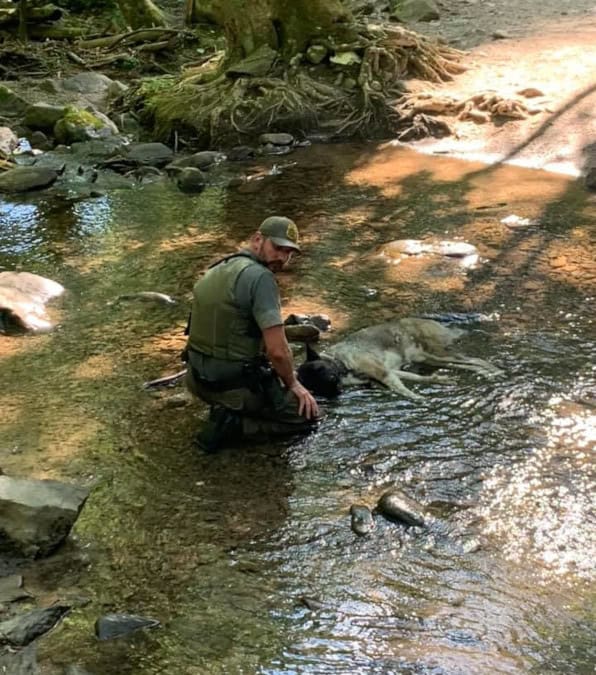 Il ranger che ha salvato un cane in pericolo nel bosco