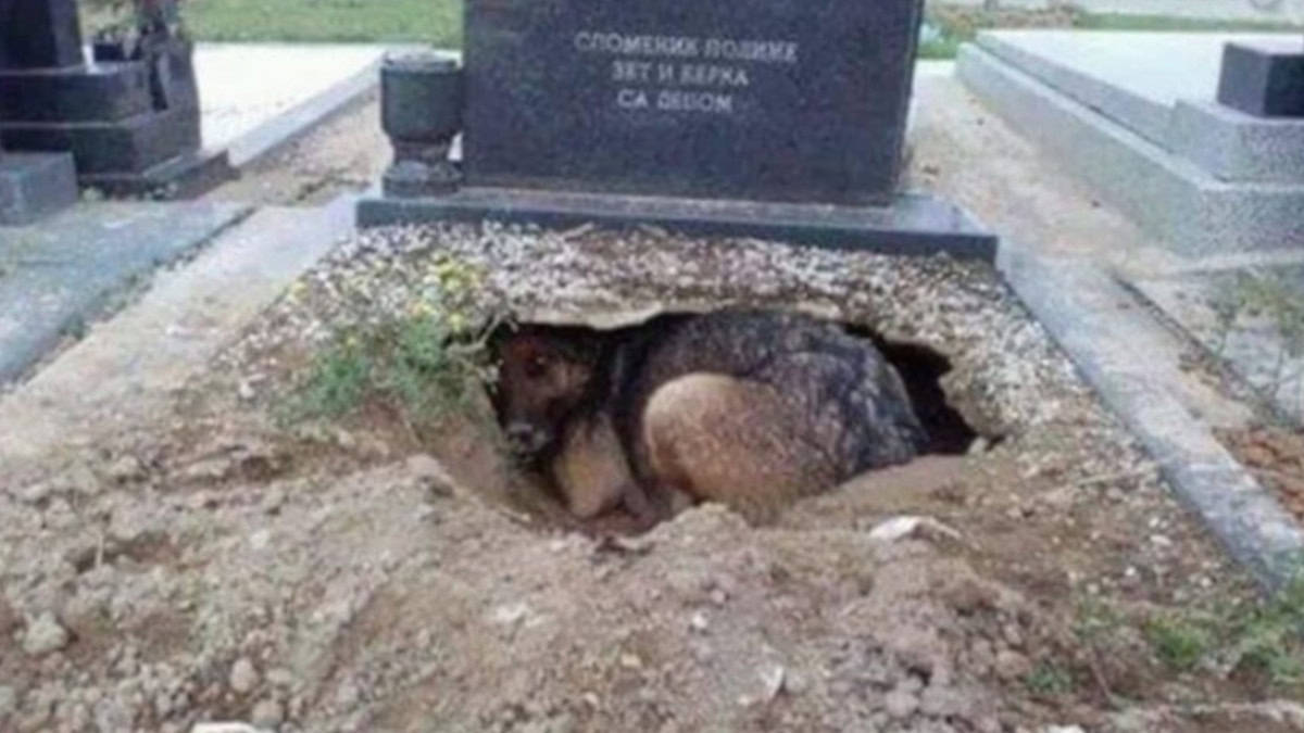 L'incredibile gesto di una cagnolina randagia nel cimitero