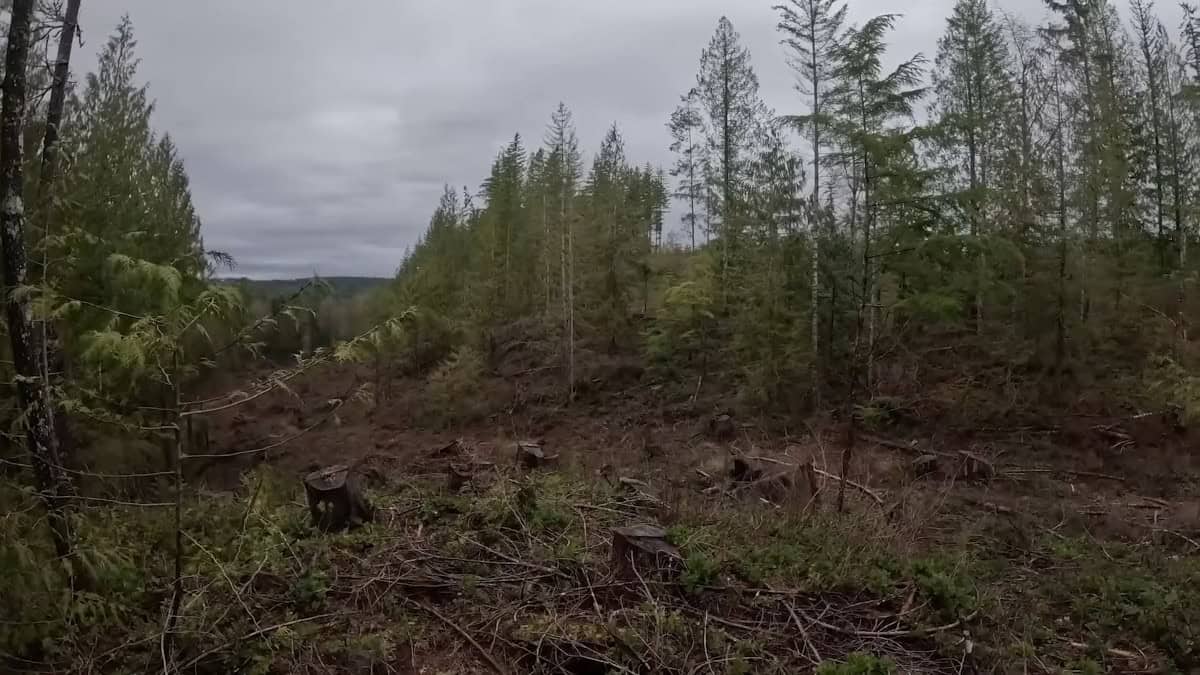 Una famiglia di Washington litiga con il vicino, dopo che questi ha tagliato degli alberi dalla loro proprietà