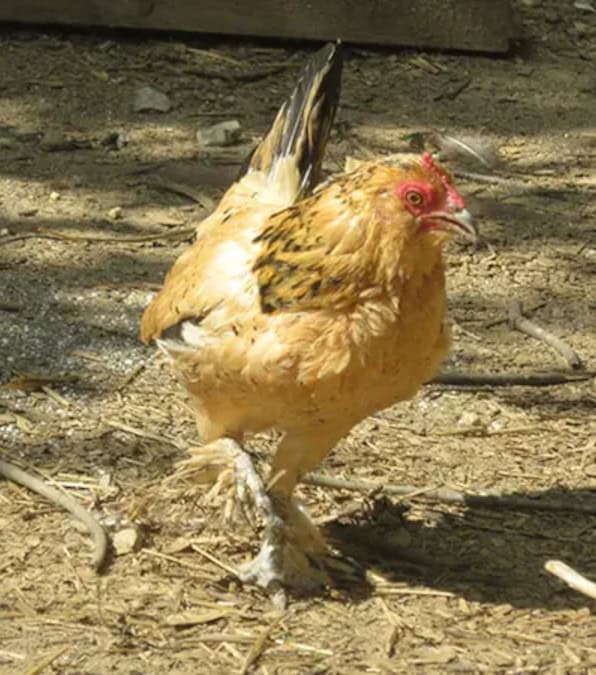 Peanut: Il pollo più vecchio del mondo entra nel Guinness World Record